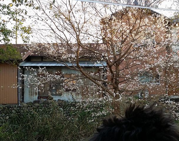 a0130451_942985.jpg