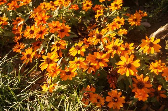 f0257756_2391778.jpg