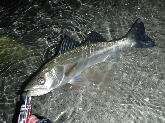 c0197578_10481370.jpg
