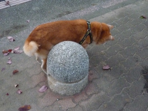 c0123890_2018214.jpg