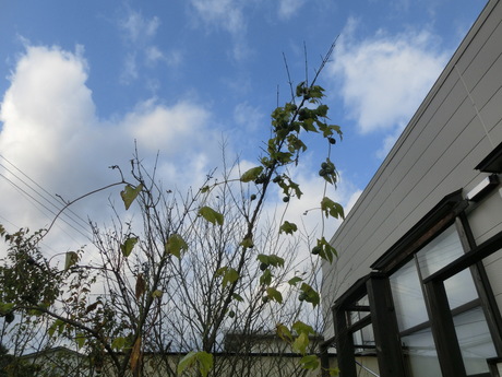 a0203003_22292344.jpg
