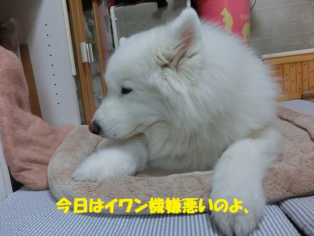 e0196135_17515863.jpg