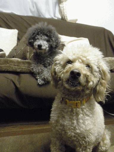 c0136736_18473321.gif