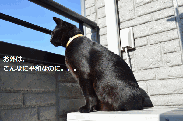 c0136736_1848054.gif