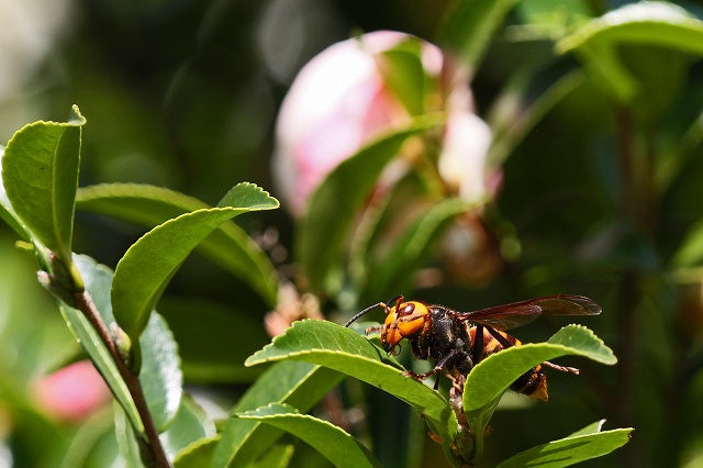 a0242438_18343721.jpg