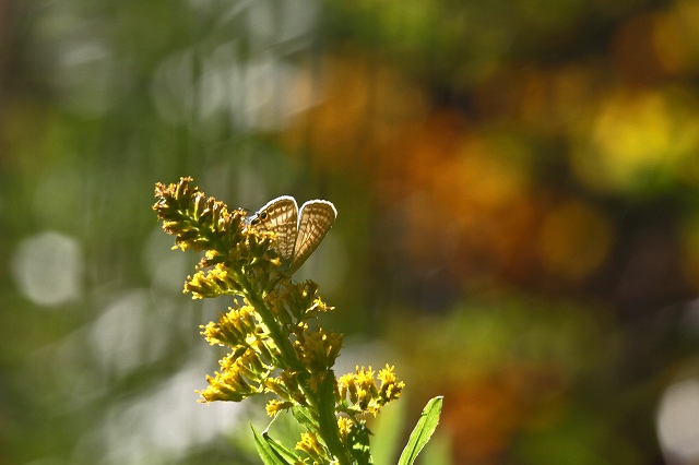 a0242438_18362313.jpg