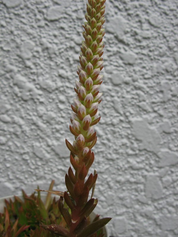 a0052762_61137.jpg