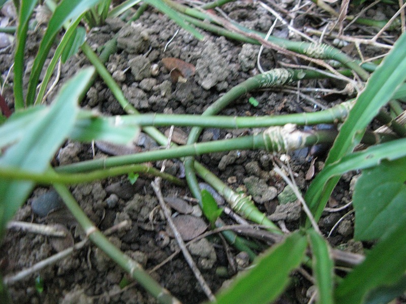 a0052762_618209.jpg