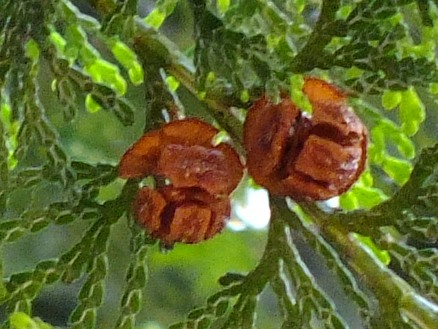 e0145782_17152398.jpg
