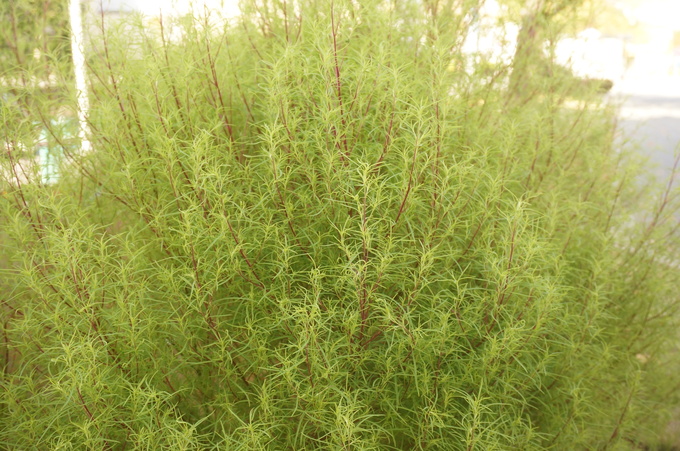 f0257756_0585752.jpg