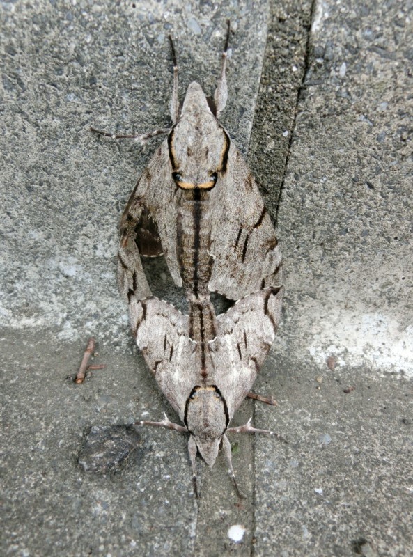 b0194593_10005150.jpg
