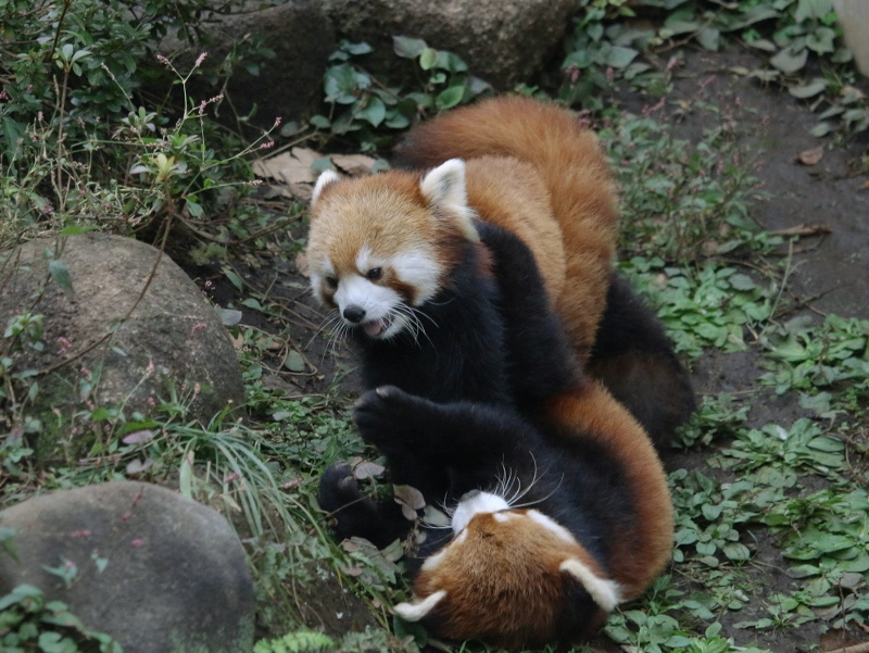 a0306502_22234177.jpg