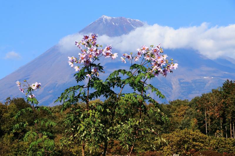 a0188405_21502325.jpg