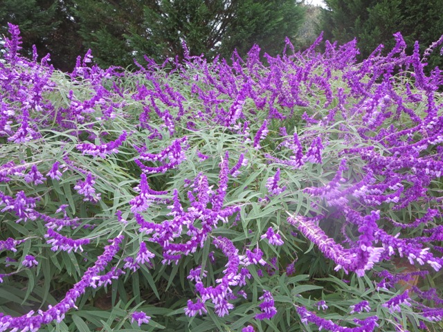 e0146907_20351457.jpg