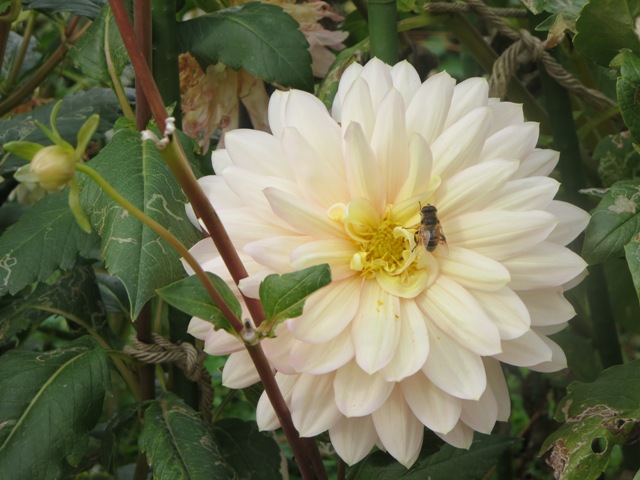 e0146907_2056056.jpg