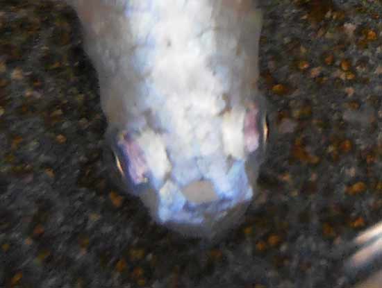 e0097534_1327297.jpg