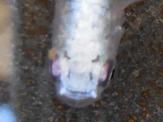 e0097534_13273778.jpg