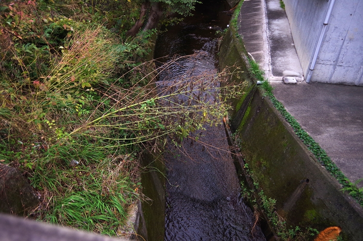 d0031171_8482038.jpg