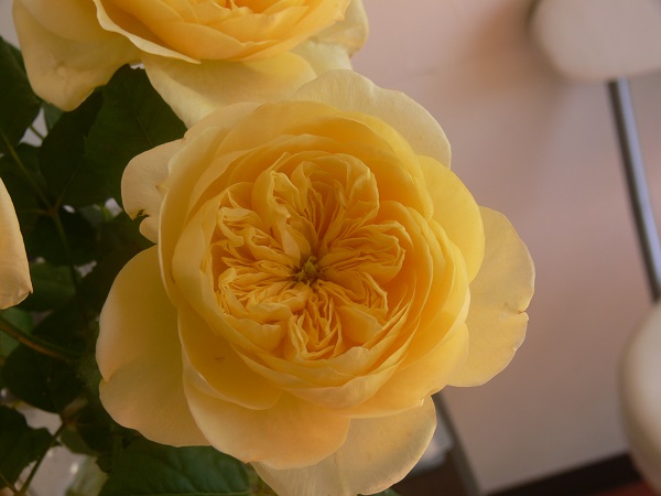 e0140986_17111747.jpg