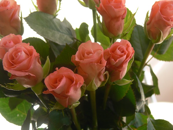 e0140986_1721019.jpg