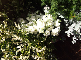 c0188928_1455887.jpg
