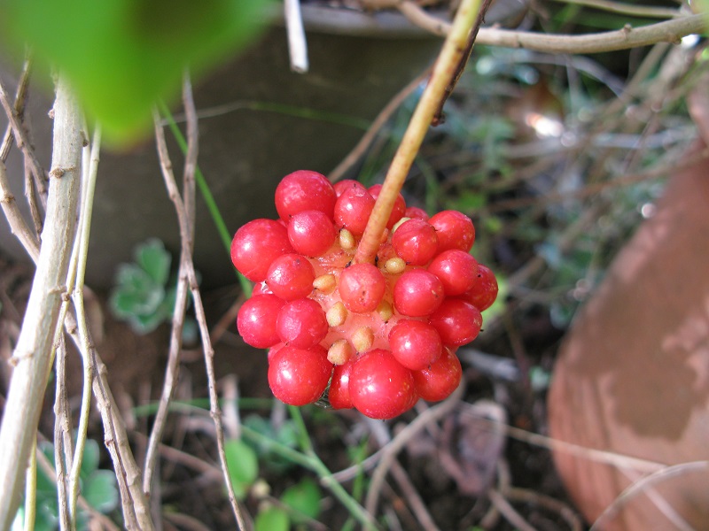 a0052762_17104214.jpg
