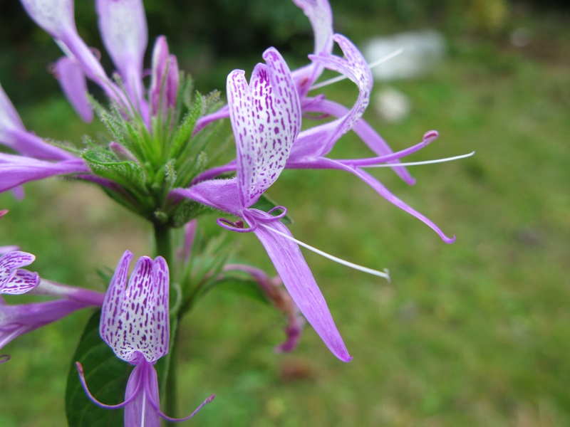 a0052762_17133921.jpg