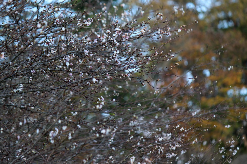 a0127090_916764.jpg