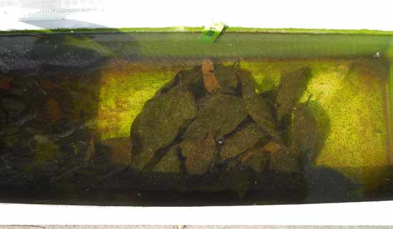 e0097534_7245068.jpg