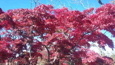 c0219090_11192376.jpg