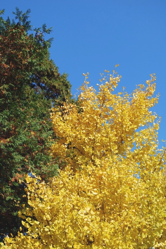 e0025300_15362876.jpg