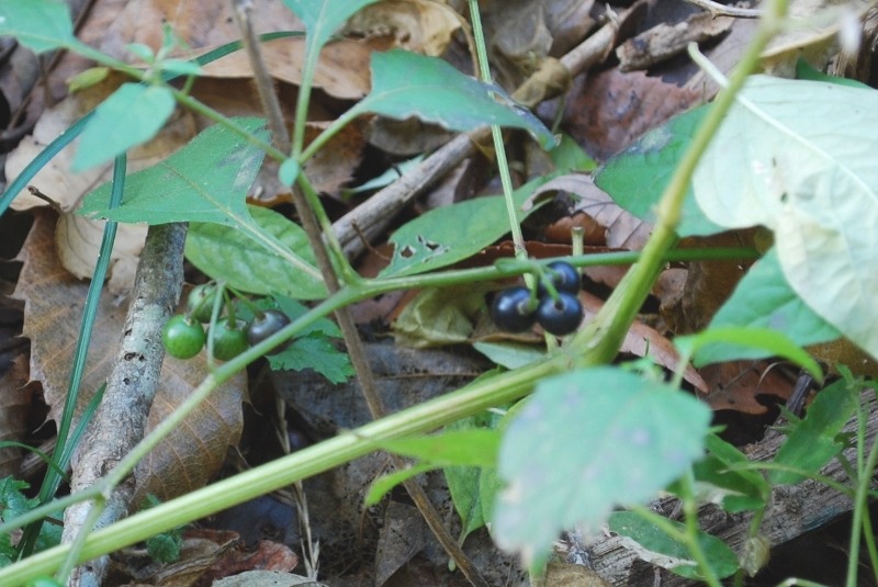 e0025300_15515864.jpg