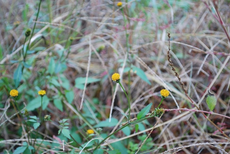e0025300_15535978.jpg