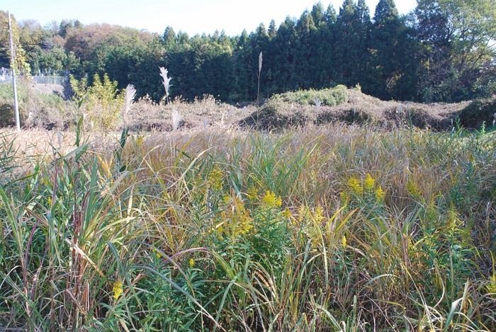 e0025300_1611310.jpg