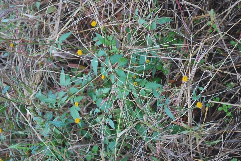 e0025300_16164577.jpg