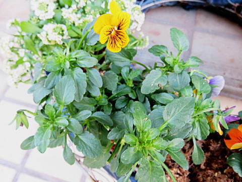 d0046702_7573071.jpg