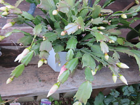 d0046702_871750.jpg