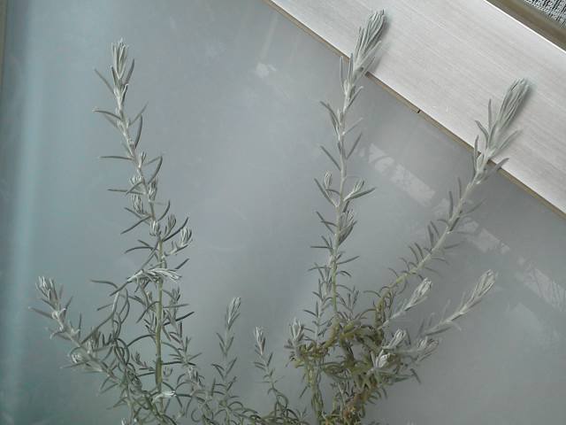 a0268821_22064044.jpg