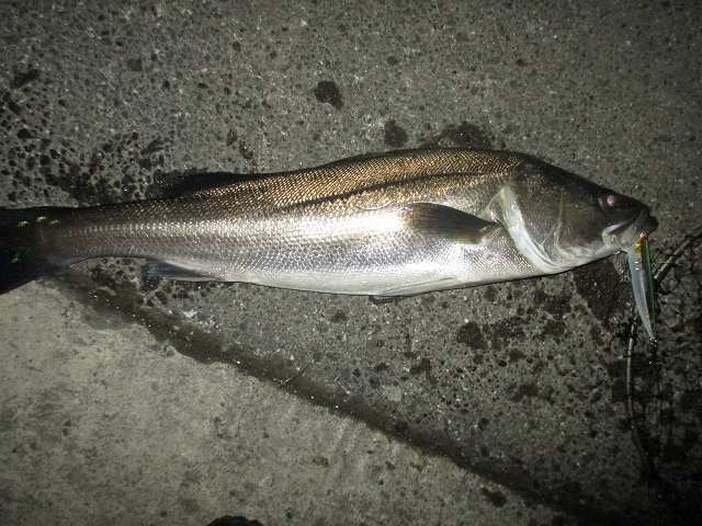 f0321433_11411999.jpg