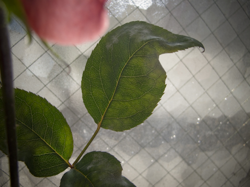 b0158551_11110067.jpg