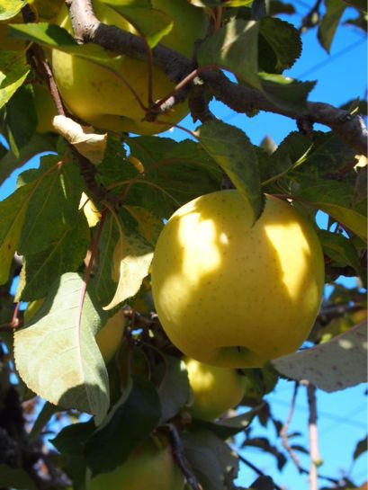 c0122670_11373552.jpg