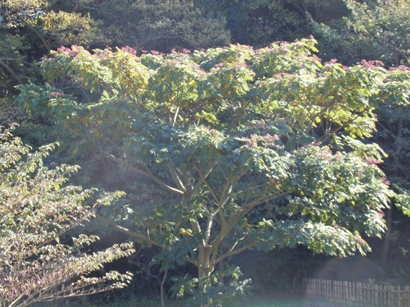 d0031171_88488.jpg