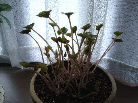 c0322794_9293210.jpg