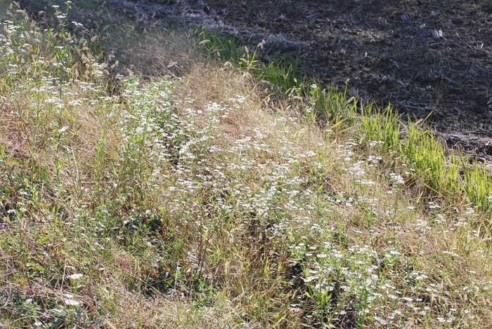 e0025300_12255227.jpg