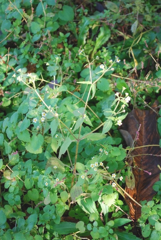 e0025300_12383017.jpg