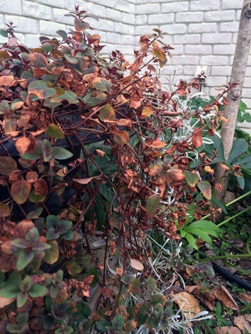 e0177509_23435611.jpg