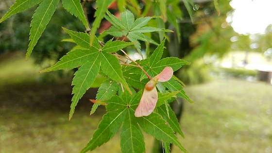 b0199924_15382664.jpg