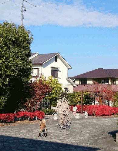 c0136736_924257.gif