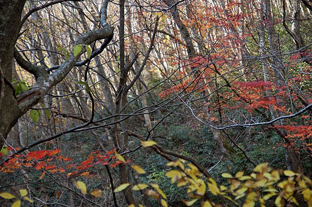 f0214649_4241541.jpg