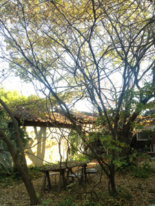 a0201204_12121560.jpg